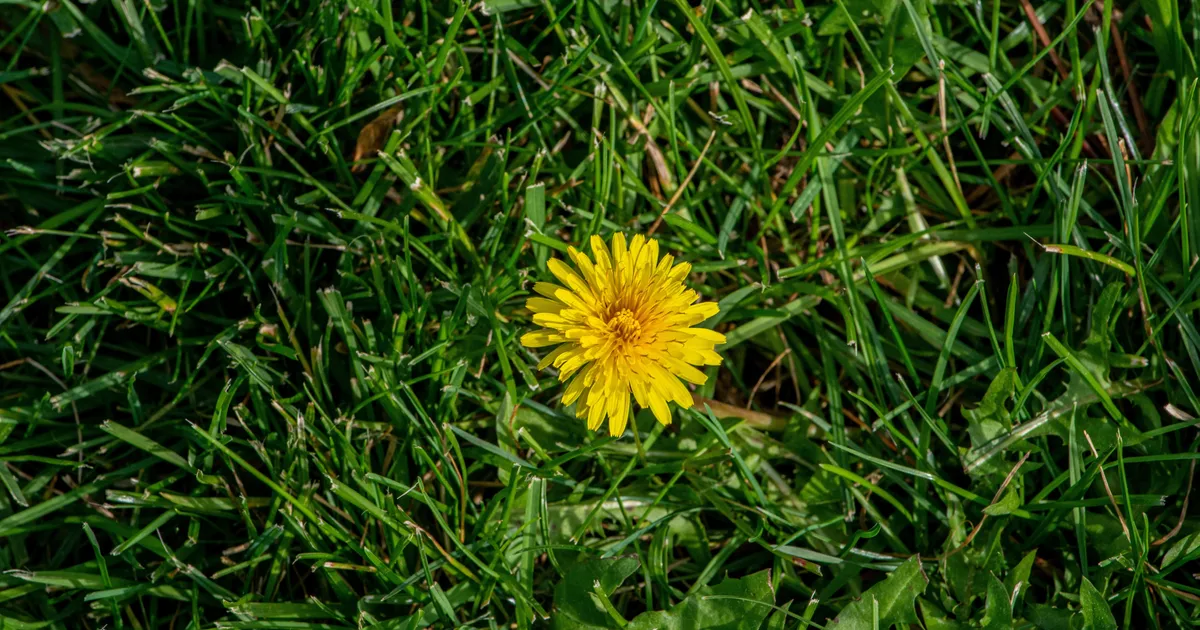 How To Fireproof Your Garden In A Heatwave