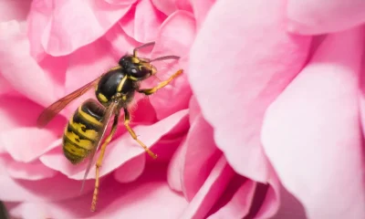 The Best Colour To Wear To Wasp-Proof Your Wardrobe