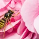 The Best Colour To Wear To Wasp-Proof Your Wardrobe
