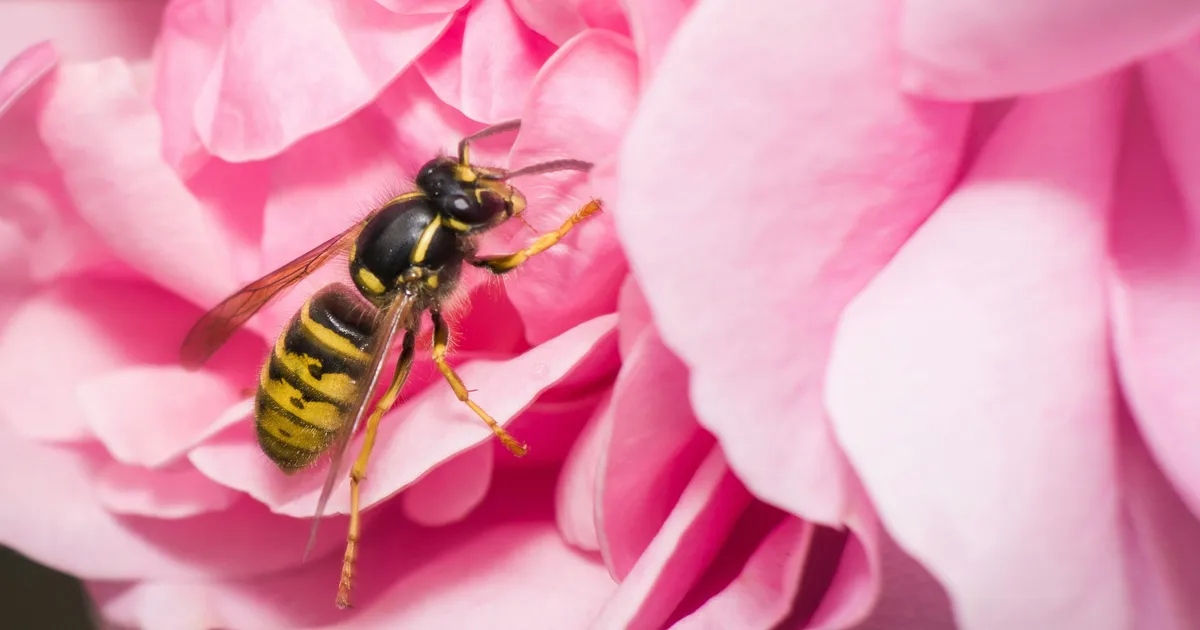 The Best Colour To Wear To Wasp-Proof Your Wardrobe