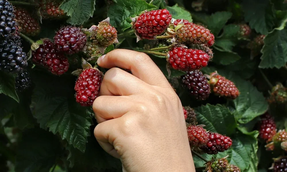 13 Everyday Foods And Drinks Linked To Healthy Brain Ageing