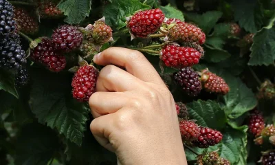 13 Everyday Foods And Drinks Linked To Healthy Brain Ageing