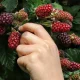 13 Everyday Foods And Drinks Linked To Healthy Brain Ageing