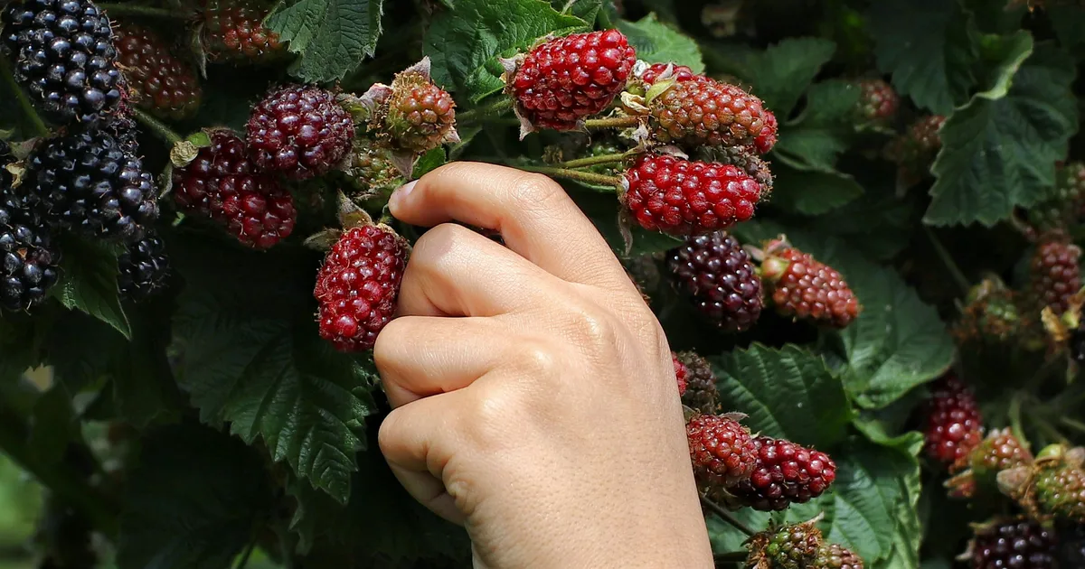 13 Everyday Foods And Drinks Linked To Healthy Brain Ageing