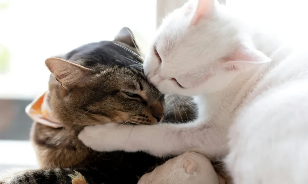 The Real Reasons Cats Lick One Another