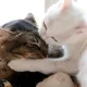 The Real Reasons Cats Lick One Another