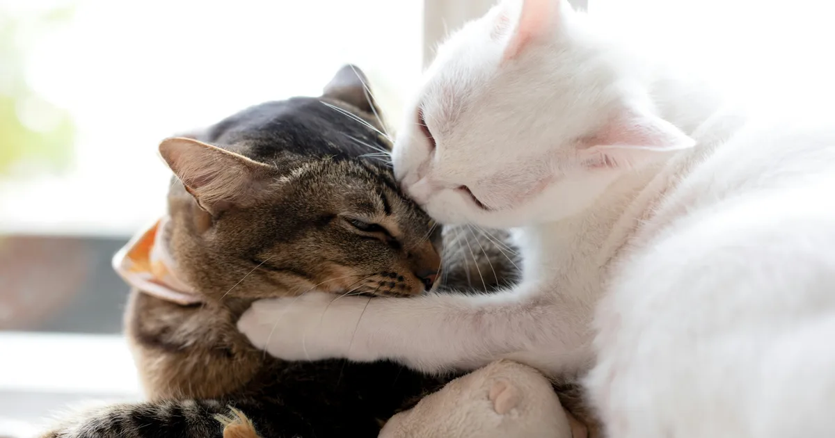 The Real Reasons Cats Lick One Another