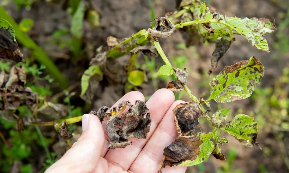 UK Gardeners Should Watch Out For Potato Blight In July