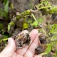 UK Gardeners Should Watch Out For Potato Blight In July