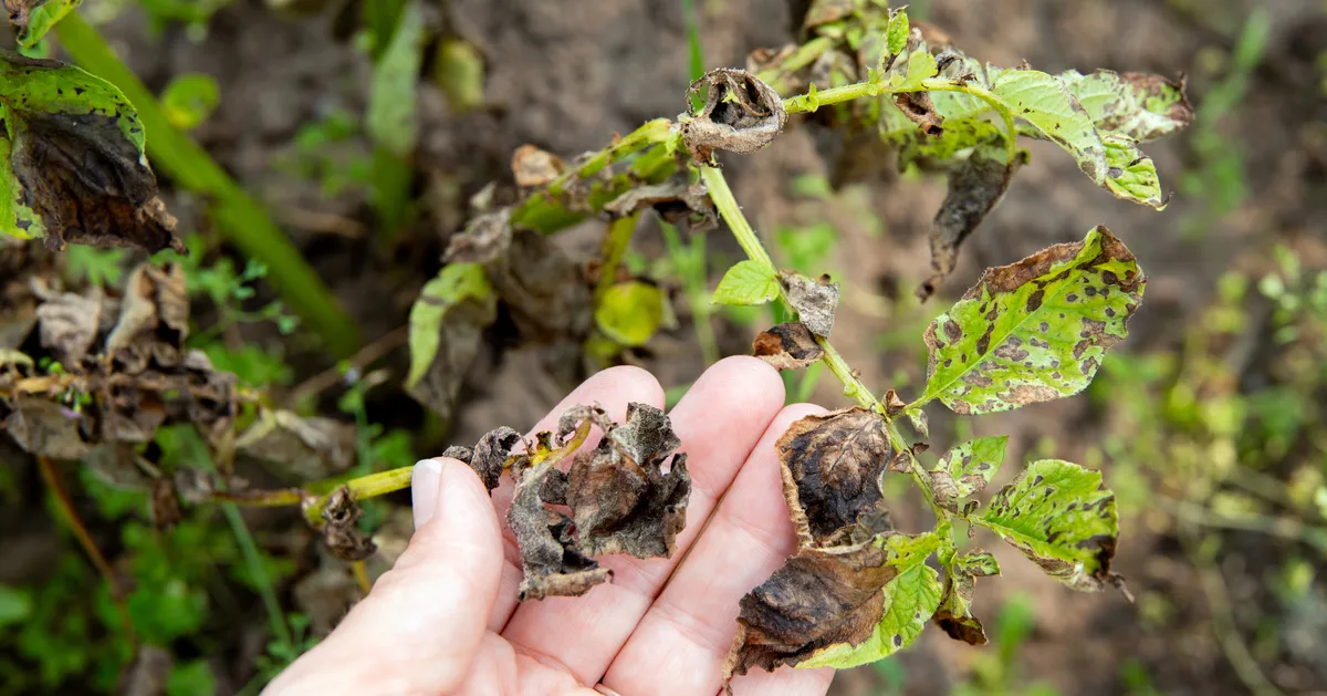 UK Gardeners Should Watch Out For Potato Blight In July