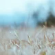 Drought UK: Where Is Affected And What Are The Impacts?