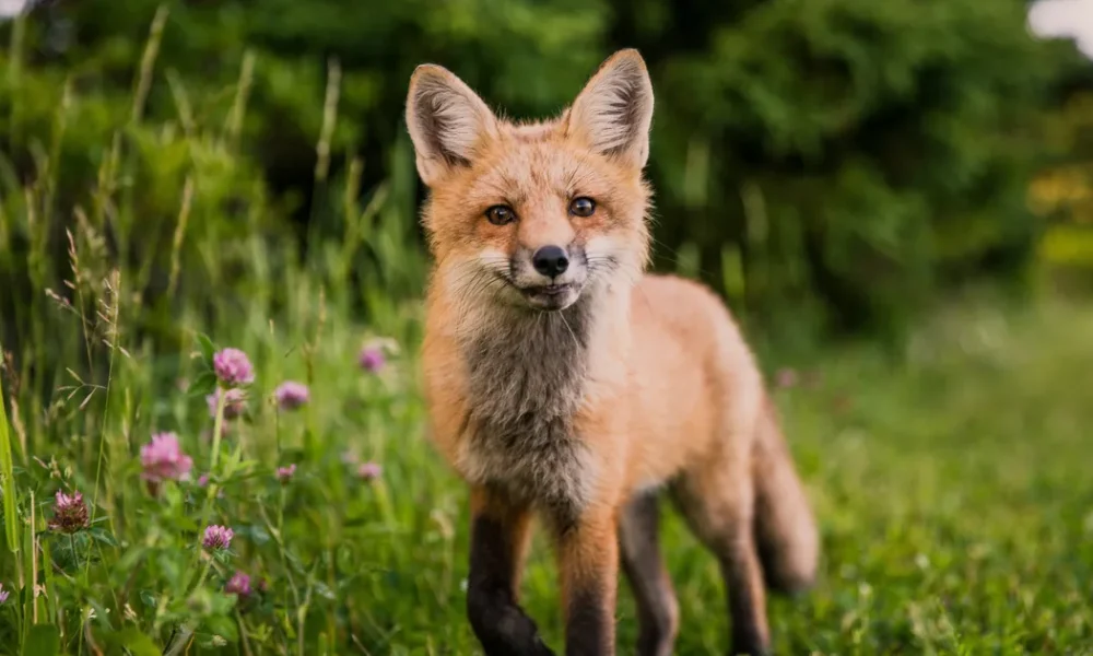Why We Shouldn't Befriend Foxes, And How To Help Instead