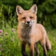 Why We Shouldn't Befriend Foxes, And How To Help Instead