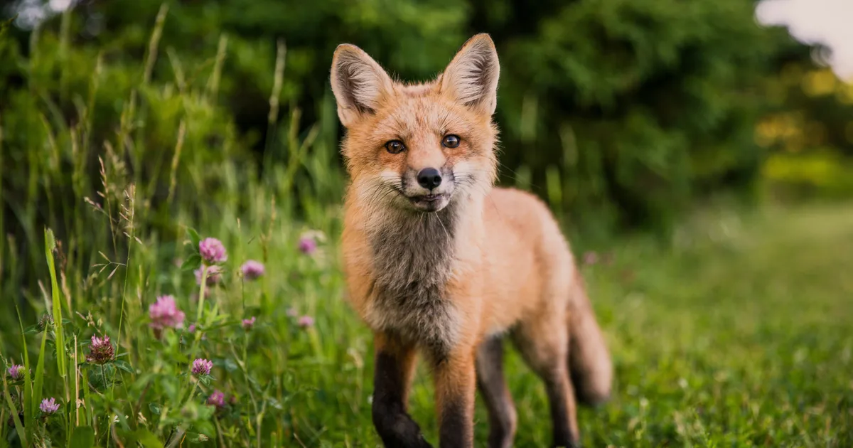 Why We Shouldn't Befriend Foxes, And How To Help Instead