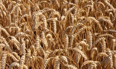 ADM joins General Mills and Walmart in regen ag effort