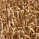 ADM joins General Mills and Walmart in regen ag effort