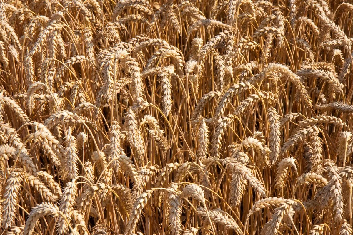 ADM joins General Mills and Walmart in regen ag effort