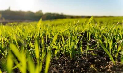 Puratos builds momentum in regenerative wheat sourcing
