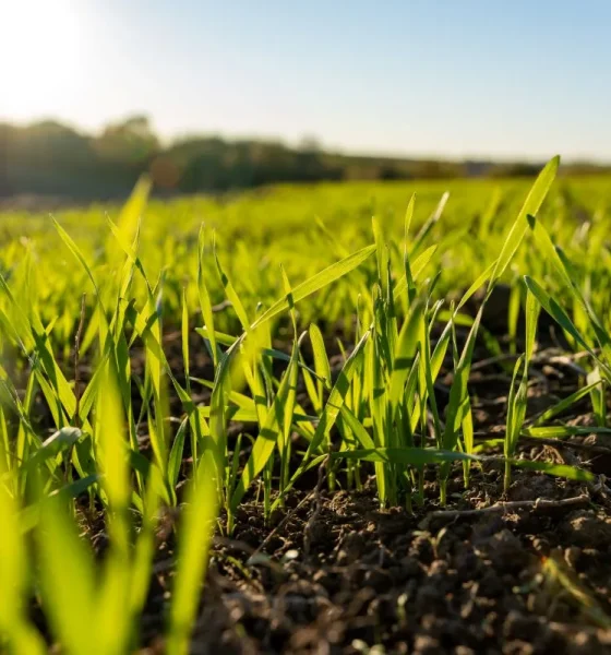 Puratos builds momentum in regenerative wheat sourcing