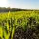 Puratos builds momentum in regenerative wheat sourcing
