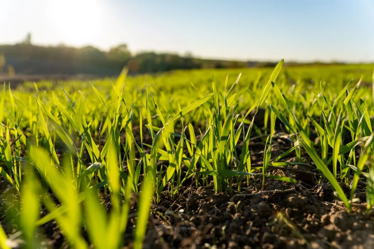 Puratos builds momentum in regenerative wheat sourcing