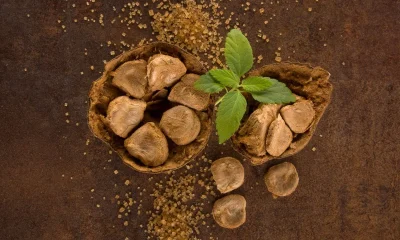 Layn Natural Ingredients expands monk fruit portfolio