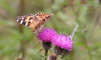 Butterflies - painted lady and silver-studded blue