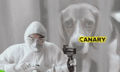 Animal testing: In the background is a picture of a sad looking beagle locked in a cage. In the foreground is an animal researcher who is looking at the camera. They have a white lab suit on, gloves and a mask and are experimenting on a white rabbit. Next to them, on the right, is the Canary logo