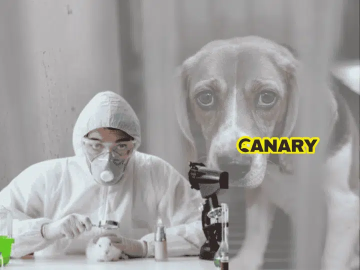 Animal testing: In the background is a picture of a sad looking beagle locked in a cage. In the foreground is an animal researcher who is looking at the camera. They have a white lab suit on, gloves and a mask and are experimenting on a white rabbit. Next to them, on the right, is the Canary logo