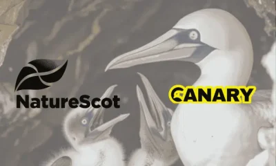 In the background is an image of a fully grown gannet and their two chicks on the left hand side. In the foreground on the left hand side is the logo for NatureScot in black. To the right of that is the Canary logo.