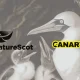 In the background is an image of a fully grown gannet and their two chicks on the left hand side. In the foreground on the left hand side is the logo for NatureScot in black. To the right of that is the Canary logo.
