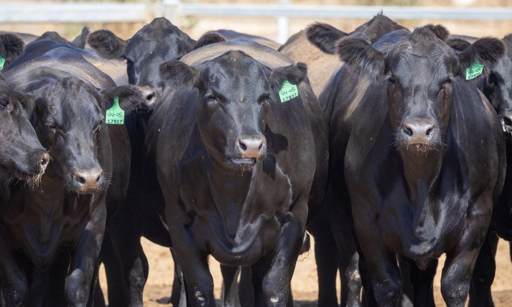 Opinion: Shifting breed mix in WA cattle