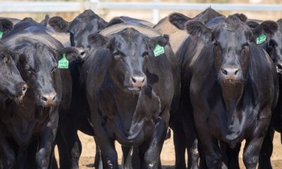 Opinion: Shifting breed mix in WA cattle