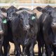 Opinion: Shifting breed mix in WA cattle