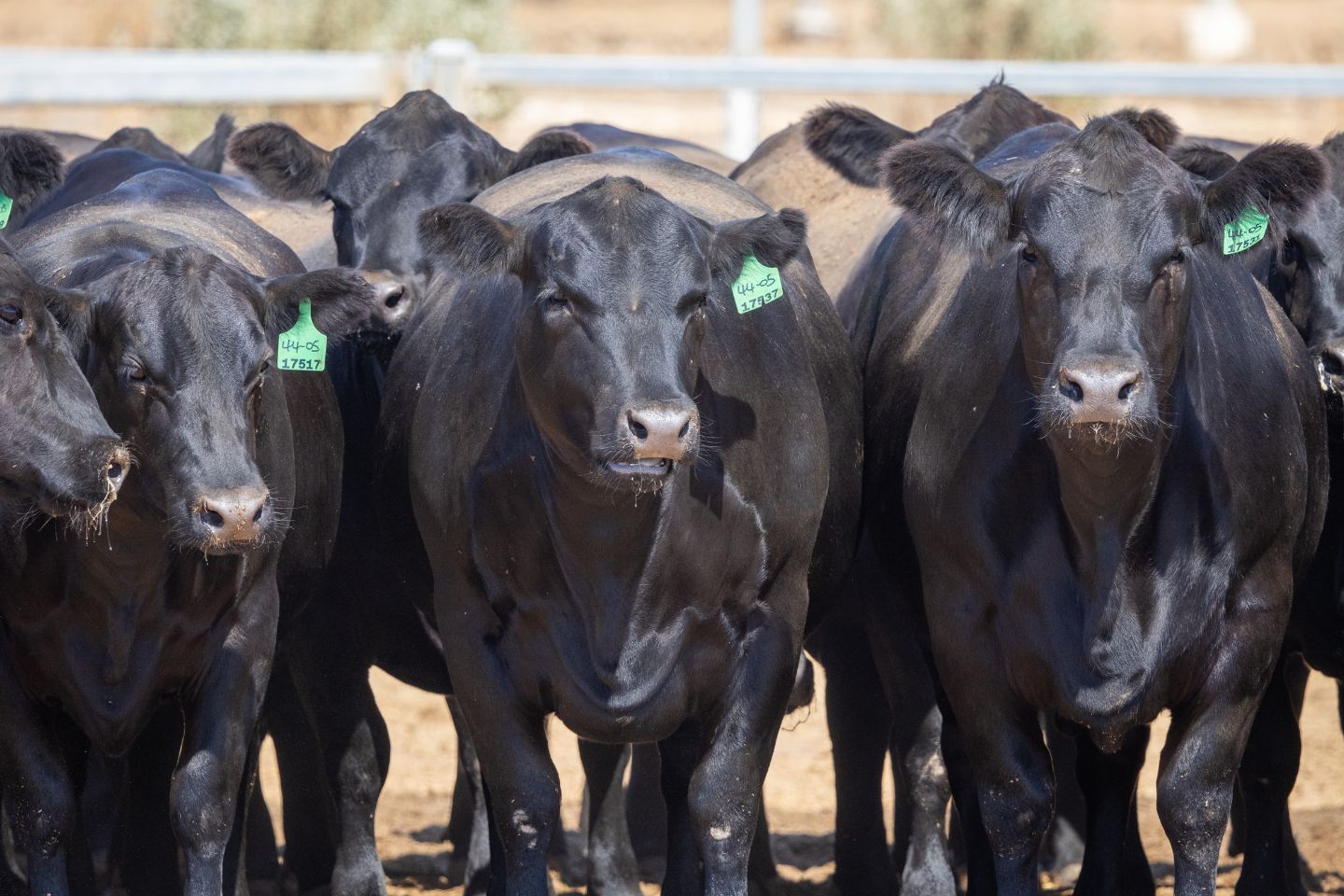 Opinion: Shifting breed mix in WA cattle