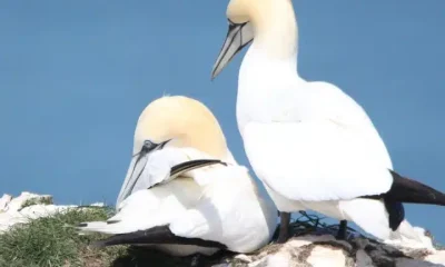 Gannets (illustrative) guga hunt