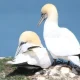 Gannets (illustrative) guga hunt