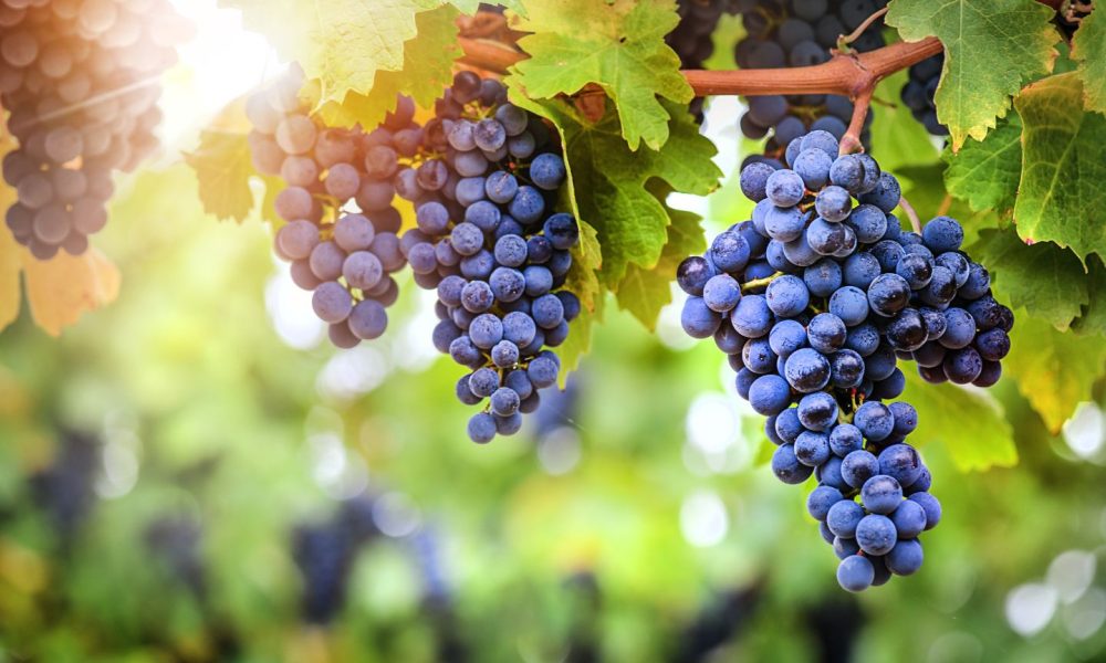 Opinion: Fresh challenge for wine sector