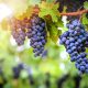 Opinion: Fresh challenge for wine sector