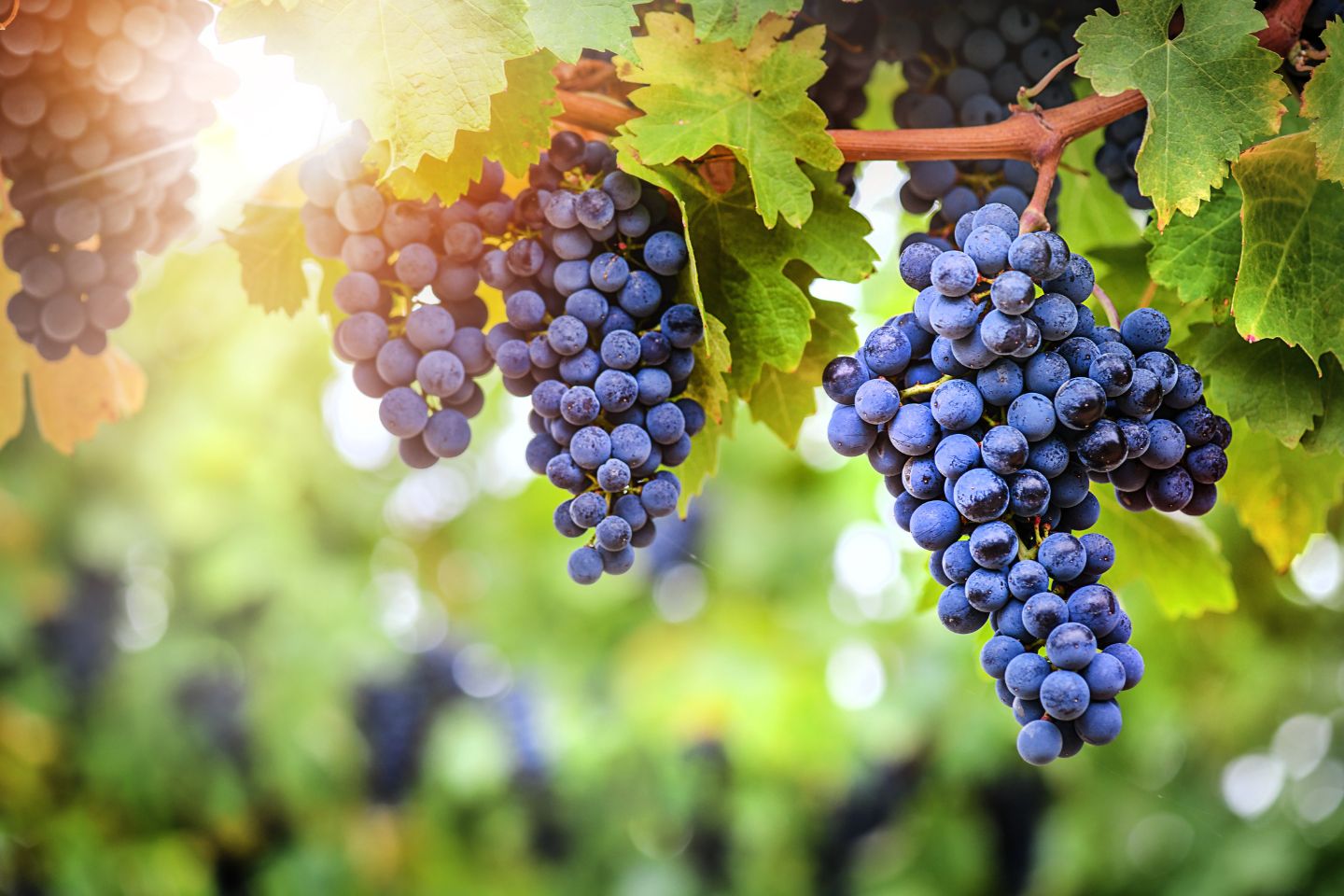 Opinion: Fresh challenge for wine sector