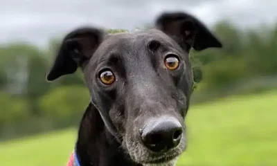 Greyhound racing: a retired dog pictured in a close up
