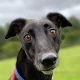 Greyhound racing: a retired dog pictured in a close up