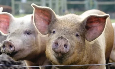 Deadly for dogs. Deadly for pigs. Blind spot in government monitoring leaves farmed animals suffering in heatwave