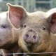 Deadly for dogs. Deadly for pigs. Blind spot in government monitoring leaves farmed animals suffering in heatwave