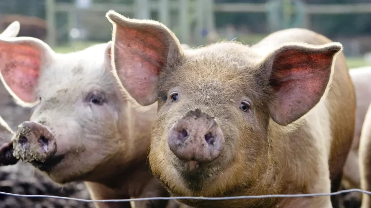Deadly for dogs. Deadly for pigs. Blind spot in government monitoring leaves farmed animals suffering in heatwave