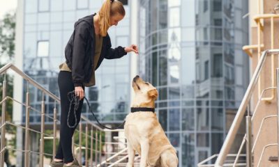 Paws and Peace of Mind: Why Professional Pet Resorts Are a Game-Changer for Your Dog