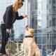 Paws and Peace of Mind: Why Professional Pet Resorts Are a Game-Changer for Your Dog