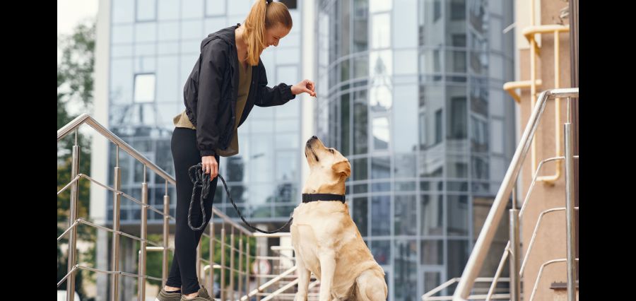 Paws and Peace of Mind: Why Professional Pet Resorts Are a Game-Changer for Your Dog