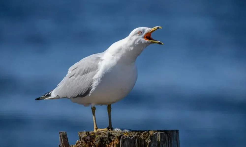 Seagulls are getting drunk on ants and causing traffic chaos | News UK