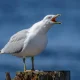 Seagulls are getting drunk on ants and causing traffic chaos | News UK